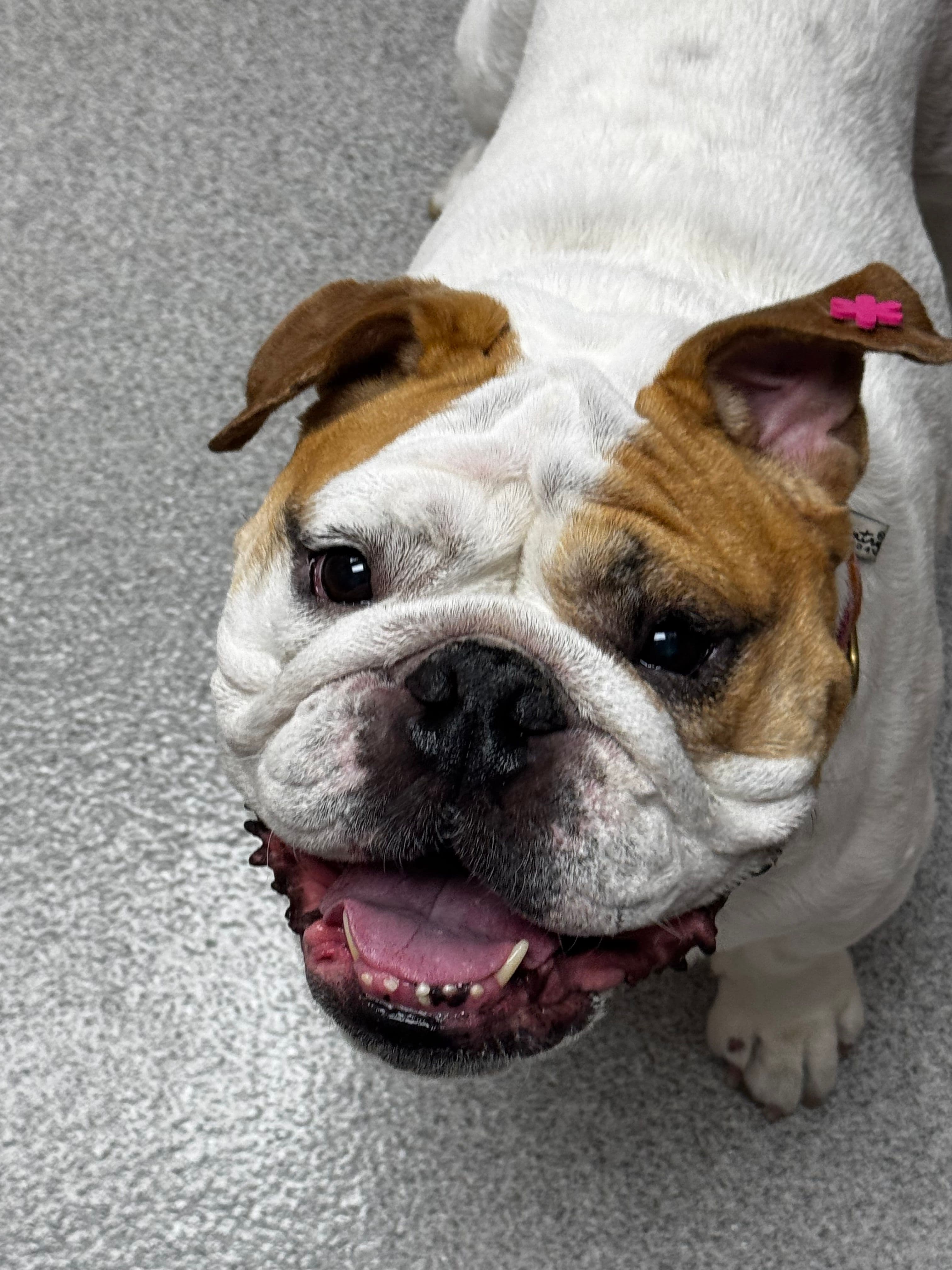 Allergic Reactions Photo