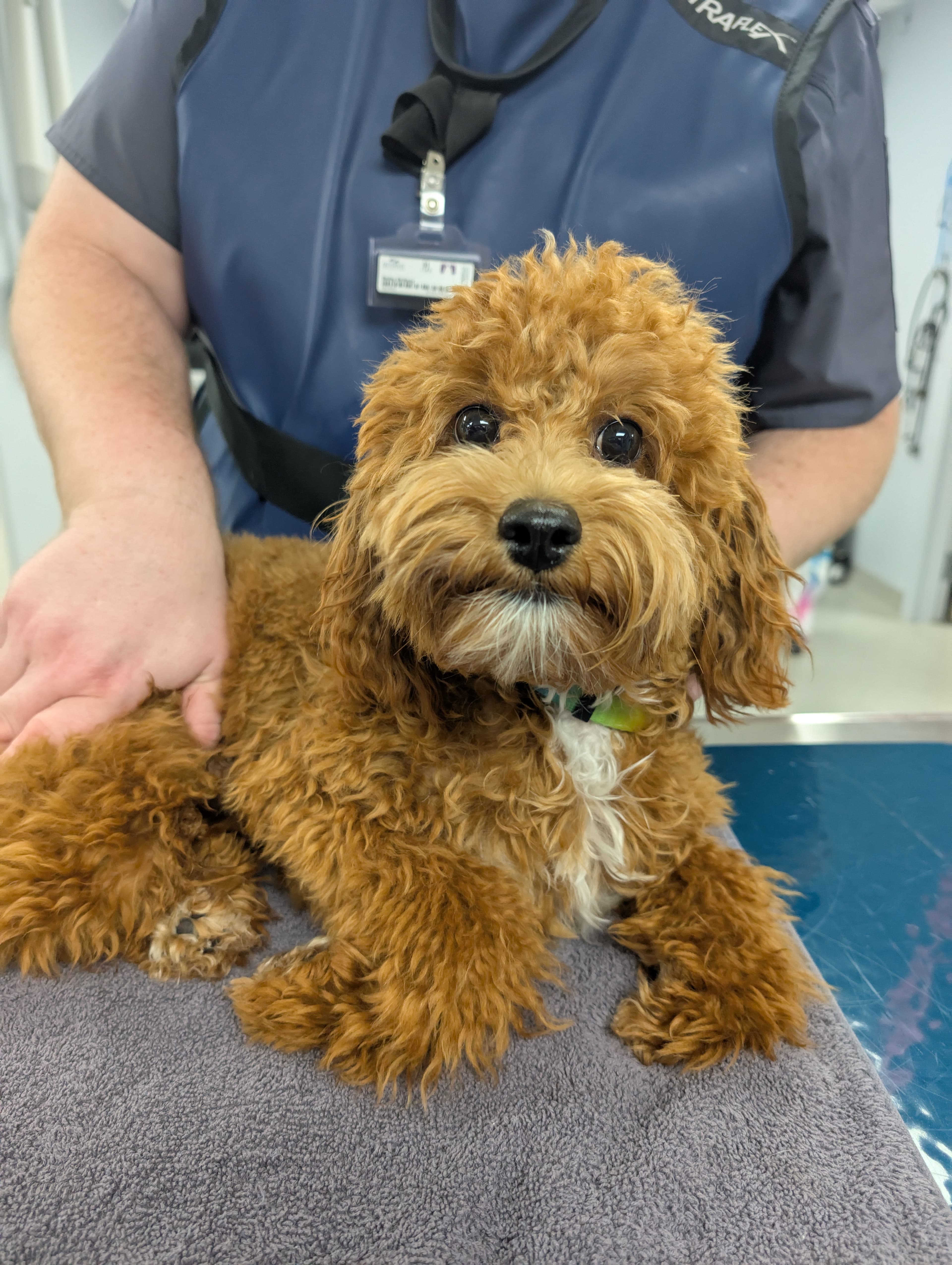 Pet Infections Photo