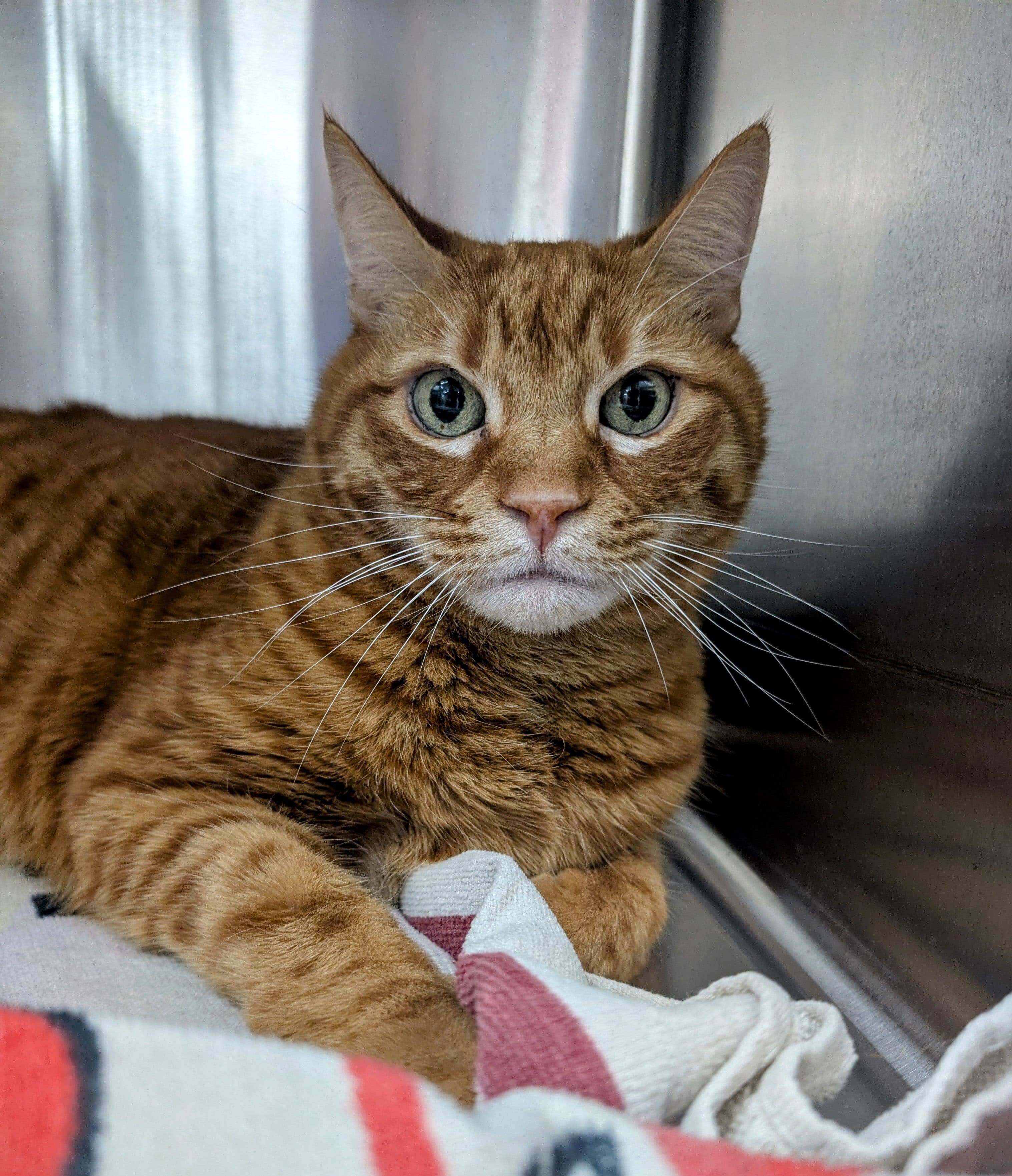 Pet Urinary Problems Photo