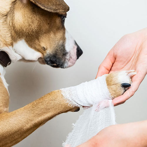 brown dog's arm being bandaged up