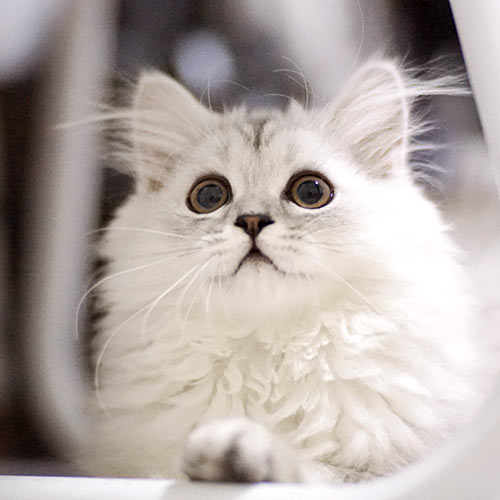 white fluffy cat looking up